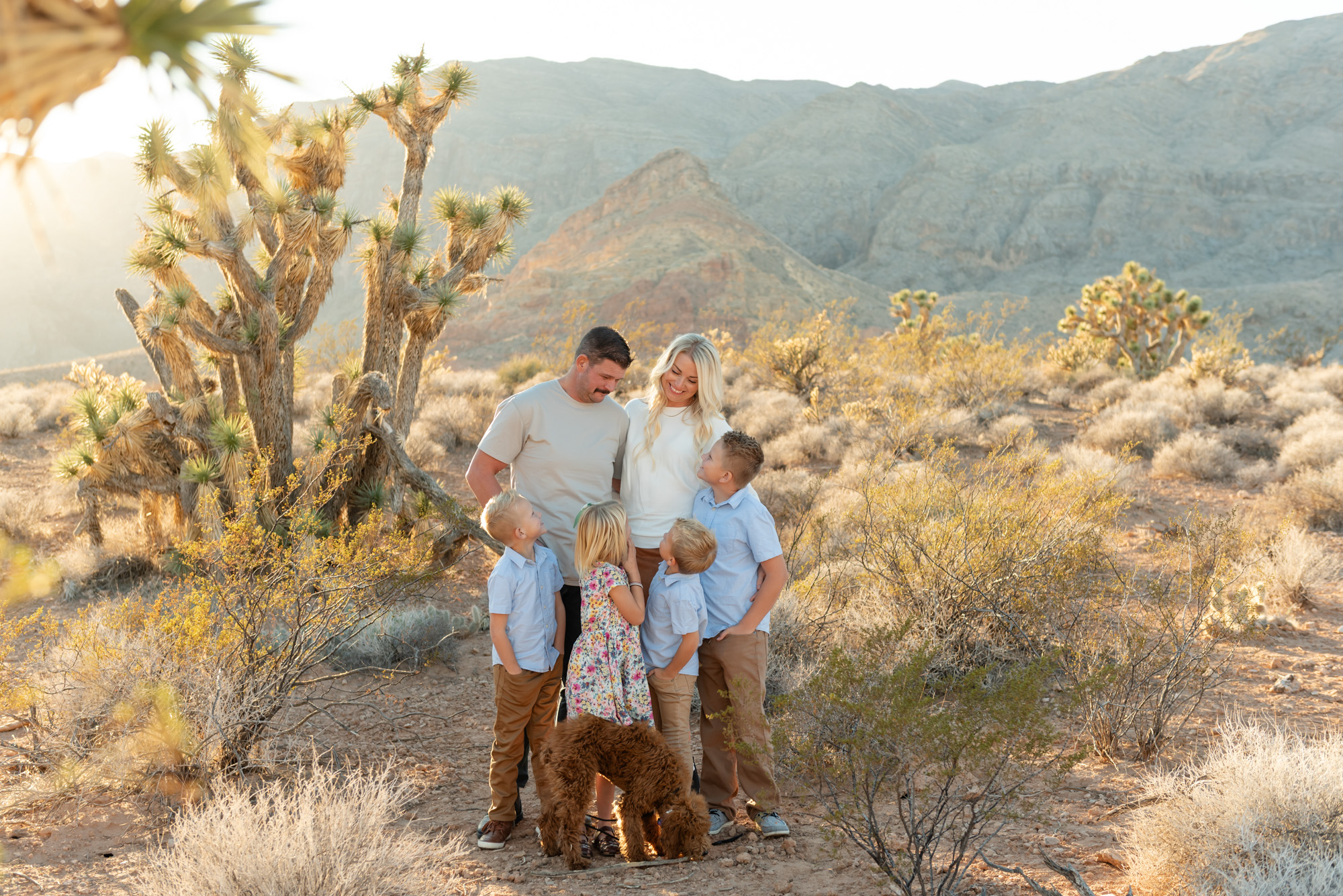 Joshua Trees at Cedar Pockets